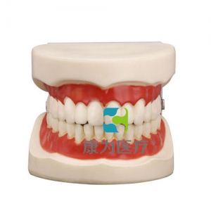 “康為醫療”口腔護理保健模型