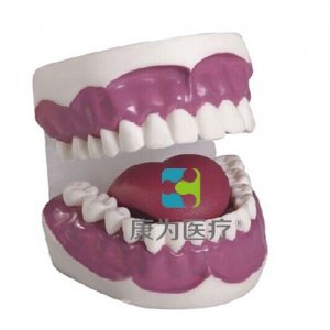 “康為醫療”牙護理保健模型（28顆牙）（放大3倍）