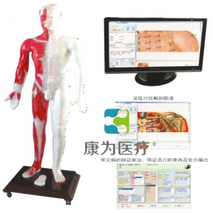 “康為醫療”光電感應多媒體人體針灸穴位發光模型