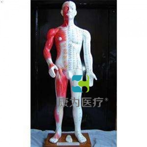 “康為醫療”68cm半皮膚人體針灸模型（十四經穴模型）