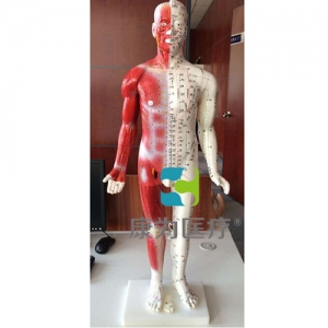 “康為醫療”84CM半皮膚人體針灸模型（十四經穴模型）