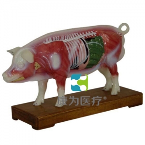 “康為醫療”豬體針灸模型