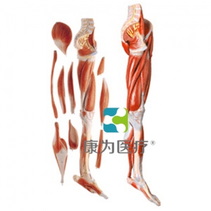 “康為醫療”下肢肌肉附主要血管神經模型
