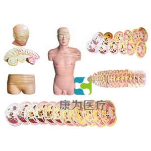 “康為醫療”人體頭頸軀干橫斷斷層解剖模型