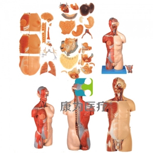 “康為醫療”男、女兩性互換肌肉內臟背部開放式頭頸軀干模型