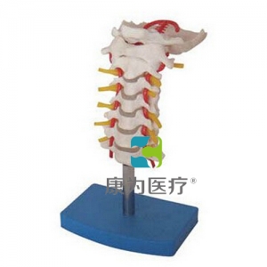 “康為醫療”頸椎帶頸動脈、后枕骨、椎間盤與神經模型