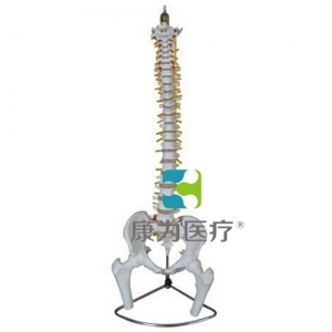 “康為醫療”脊柱、骨盆與股骨頭模型