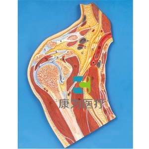 “康為醫療”肩關節剖面模型