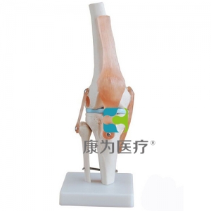 “康為醫療”膝關節附韌帶模型