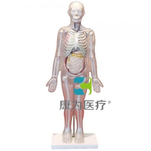 “康為醫療”人體體表、人體骨骼與內臟關系模型