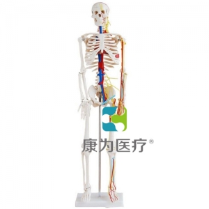 “康為醫療”微型骨架