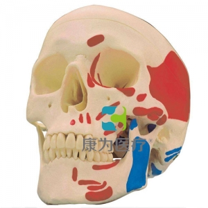 “康為醫療”高級頭顱骨肌肉著色模型