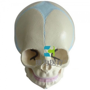 “康為醫療”嬰兒頭顱骨模型