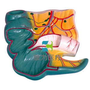 “康為醫療”闌尾和盲腸解剖模型