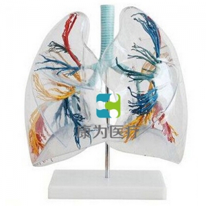 “康為醫療”透明肺段模型