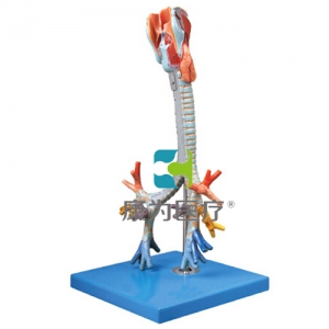 “康為醫療”喉與氣管、支氣管樹模型
