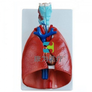 “康為醫療”喉、心、肺模型