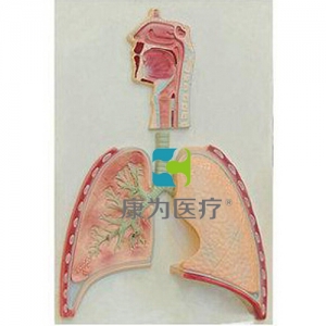 “康為醫療”呼吸系統概觀模型