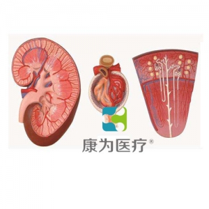 “康為醫療”腎與腎單位、腎小球放大模型