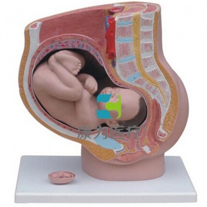 “康為醫療”女性盆腔矢狀解剖模型(4件)