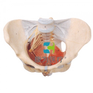 “康為醫療”女性骨盆附盆底肌和神經模型