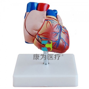 “康為醫療”新型自然大心臟解剖模型