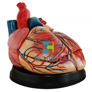 “康為醫療”新型大心臟解剖模型