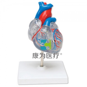 “康為醫療”透明心臟模型