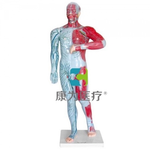 “康為醫療”人體淺層淋巴和淺靜脈模型