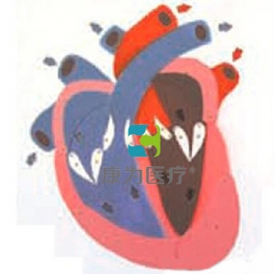 “康為醫療”心臟收縮、舒張與瓣膜開閉演示模型