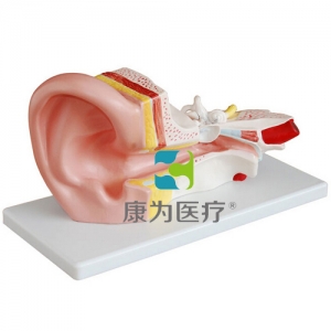 “康為醫療”中耳解剖放大模型