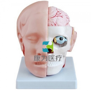 “康為醫療”頭解剖附腦動脈模型