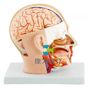 “康為醫療”頭部解剖模型，自然大，4部件