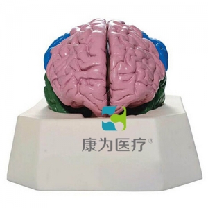 “康為醫療”大腦分葉模型