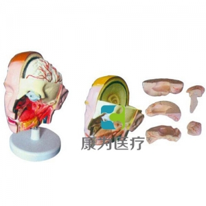 “康為醫療”頭解剖附腦模型（6部件）
