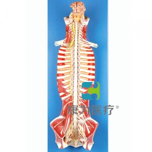 “康為醫療”椎管內部脊髓神經模型