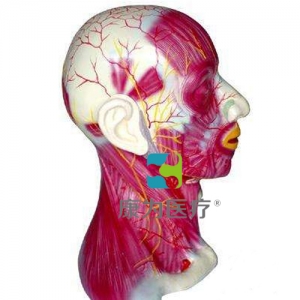 “康為醫療”頭頸部淺層解剖模型