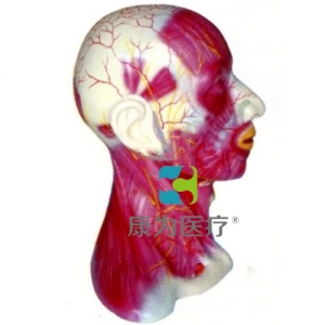 “康為醫療”頭頸部中層解剖模型