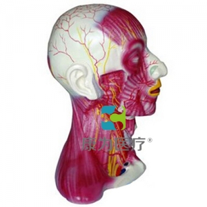 “康為醫療”頸部中層肌肉血管神經模型