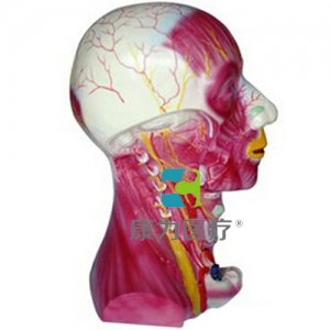 “康為醫療”頸部深層肌肉血管神經模型