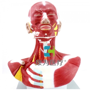 “康為醫療”人體頭頸胸肌肉解剖模型