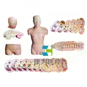 “康為醫療”人體頭頸軀干橫斷斷層解剖模型