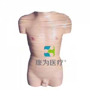 “康為醫療”男性軀干橫斷斷層解剖模型