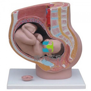 “康為醫療”骨盆含妊娠九個月胎兒模型