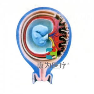 “康為醫療”胎兒胎膜與子宮關系模型
