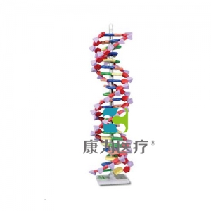 “康為醫療”DNA結構模型