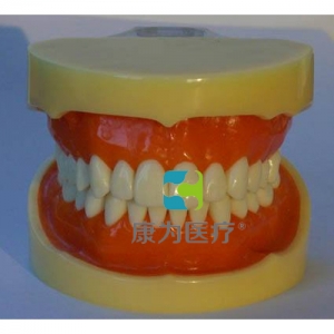 “康為醫療”標準牙頜模型B