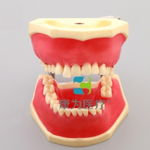 “康為醫療”牙周病實習模型