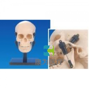 “康為醫療”牙合學頭蓋骨模型