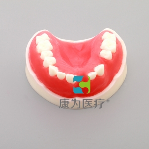 “康為醫療”牙周練習模型（帶骨膜）